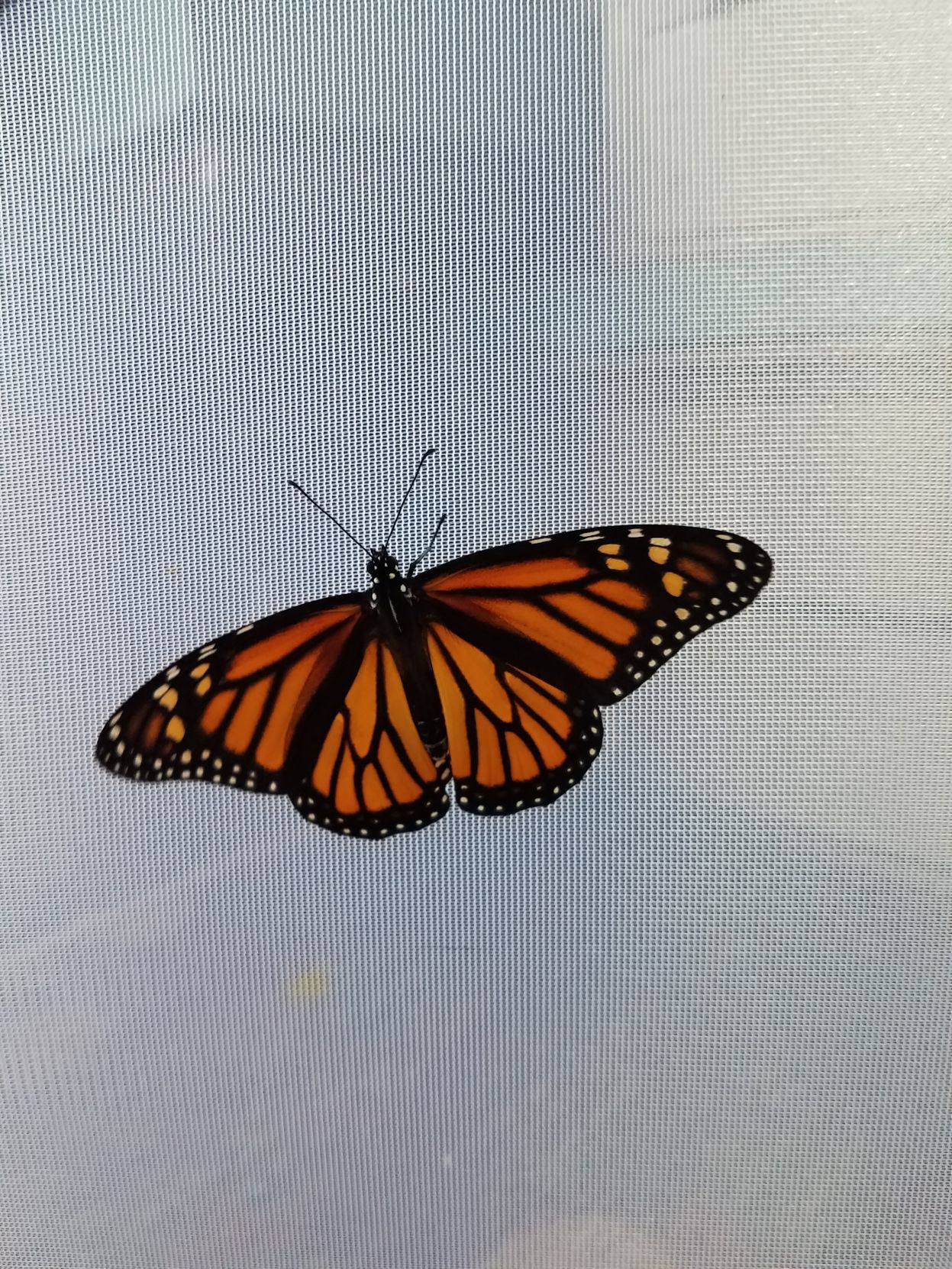 Monarch nursery